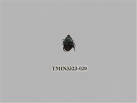 藏品(台灣琉璃豆金龜)的圖片